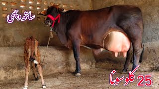 28kg milk cholistani jersey friesien cow available 03089013151YouTube28824 [upl. by Dorsey790]