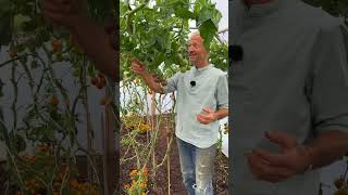 Ripening tomatoes Early autumn polytunenl Ggarden tomatoes Charles Dowding [upl. by Redle]