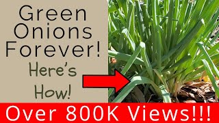 Keep green onions multiplying and youll never have to buy green onions again [upl. by Clemens959]