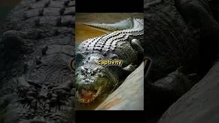 quotLolongquot Largest Saltwater Crocodile in Captivityquot lolong crocodile [upl. by Bibi]