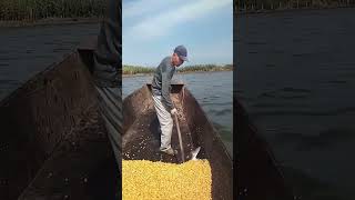 Feeding process of lake fish with corn [upl. by Haseefan500]