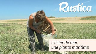 Laster maritime une plante halophile comestible [upl. by Selmore]