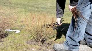 Salix purpurea pruning [upl. by Leckie]