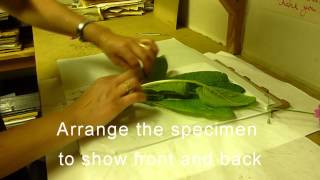 RBGE Herbarium Basic Plant Collecting and Pressing [upl. by Rammaj]