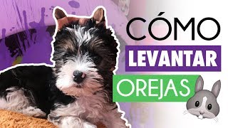 CÓMO LEVANTAR las OREJAS de tu CACHORRO TipsGuaw · Somos Guaw [upl. by Drusy]