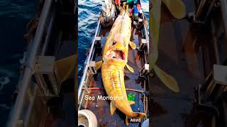 HUGE FISH caught by brave fishermen🌊🐟DeepSeaMonsters FishingDiscover ai shorts viral trending [upl. by Jola]