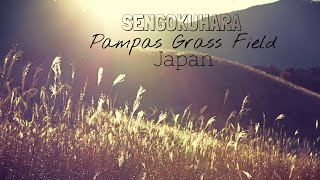 EXPLORE HAKONE JAPAN SENGOKUHARA PAMPAS GRASS FIELD [upl. by Daza614]