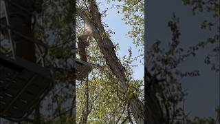 Chainsawing big overhanging branches woodwork treeremoval shortvideo [upl. by Hahnert998]