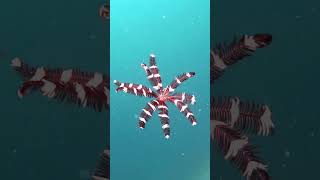 Crinoid  Snorkeling  Feather stars  Waigeo  Raja Ampat  Indonesia [upl. by Ainolloppa]