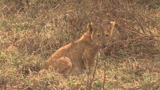 Wildlife The lionesses take care of their cubs  Ngorongoro Tanzania [upl. by Weisbart]