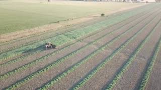 Brooks Contracting windrowing canola [upl. by Amesari]