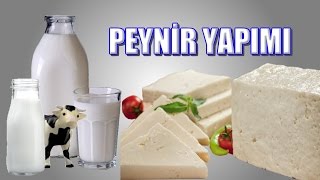 Evde Doğal Peynir Mayasız Sirke ile Yapılışı  Peynir nasıl yapılır  Peynir yapımı [upl. by Nitsud189]