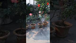 Rose flowers in clay pots  terrace gardening Roseflowers gardening [upl. by Uohk]