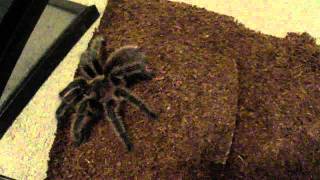 Grammostola rosea care sheet video [upl. by Jeffry]