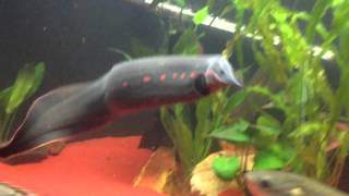 Predator Community Tank Bichirs Gar Eels Arowana Knifefish [upl. by Arat253]