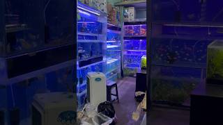 Aquatic plants🌱 leliye liveplants aquariumpets fishshop petfishlover petfish aquarium pets [upl. by Htiel465]