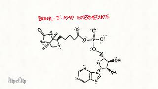 ENZYME TALE  Biotin AcetylCoACarboxylase Ligase [upl. by Haniraz713]