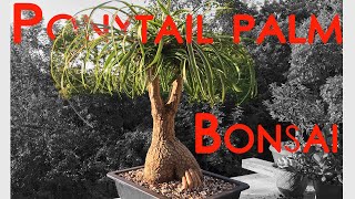 Ponytail Palm Bonsai Tree  Beaucarnea Recurvata [upl. by Clemmy951]