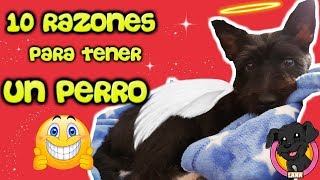 10 Razones para adoptar un PERRO PEQUEÑO como Lana [upl. by Rodolph]