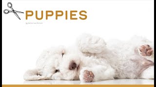 Grooming lagotto puppies [upl. by Tung]