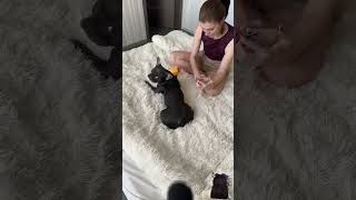 dog frenchbulldog puppy angrychihuahua dogs reaction bulldog shorts youtubeshorts [upl. by Anaile870]