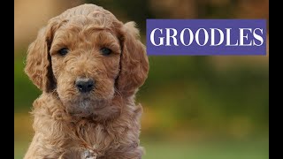 Groodle Puppies Australia [upl. by Idham514]