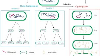 la transduction bactérienne [upl. by Cedell]