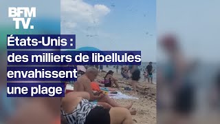 Des milliers de libellules envahissent une plage aux ÉtatsUnis [upl. by Adnovahs]