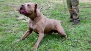 Andante Bandog male quotEgo Andantequot bred by Andante Bandog Kennels  Slovakia🇸🇰 andantebandog [upl. by Bolten638]