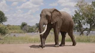 Mammalogy  The Land of Elephantidae The Elephants Journey [upl. by Richter]