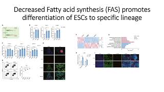 Decreased Fatty acid synthesis FAS enhances Embryonic Stem Cells ESCs differentiation Code 607 [upl. by Kittie]