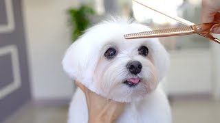 12 YEARS OLD MALTESE GROOMING ✂️❤️🐶 [upl. by Eetnahs34]