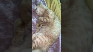 Duerme duerme y duerme fypシ゚viral  gatos [upl. by Pauline]