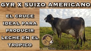 GYR X SUIZO AMERICANO El cruce ideal para producir leche en el Tropico [upl. by Middleton288]