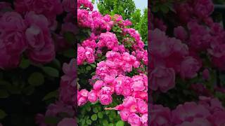 Mary Rose roses 💓shortshortvideo maryroseshorts [upl. by Assek]