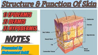 Anatomy Of Skin  Structure amp Function  Epidermis  Dermis  Hypodermis Integumentary System [upl. by Dorahs]