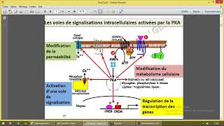 Communication cellulaire 3 Adenylate cyclase [upl. by Yhtuv]