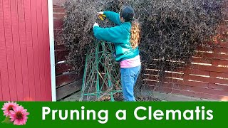 Pruning a Clematis  Growth types and what you need to know [upl. by Publia254]