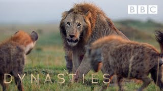 Hyena pack attacks lion  FULL CLIP  Dynasties [upl. by Ettigirb864]