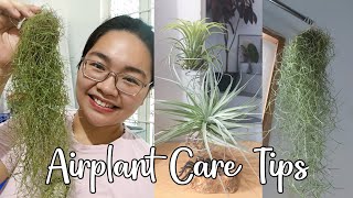 Simpleng Pag aalaga ng Air Plants Spanish Moss Spreading Airplants Tillandsia   Gardening Vlog [upl. by Eeliram]