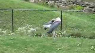 Marabou Stork at Cleveland Zoo [upl. by Naitsirc]