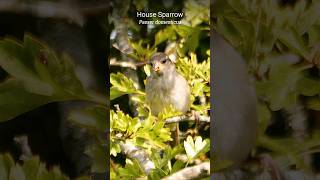 Young House Sparrow has lightning reactions ⚡ shorts [upl. by Gabby]