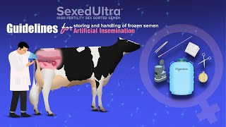 AI 101 How to Artificially Inseminate Cattle [upl. by Anaj76]