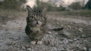 Lil BUB HUNTS IN THE WILD [upl. by Reerg]