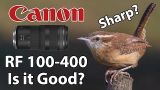 Canon RF 100400 Bird Photography with the EOS R7 Is the RF 100400 any Good Is RF 100400 Sharp [upl. by Oedama]