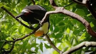 Toco Toucan Chicks [upl. by Ellahcim]