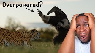 Are Anteaters OP  TierZoo reaction [upl. by Asalocin]