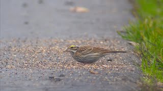 Yellowbrowed Bunting  Emberiza chrysophrys [upl. by Issim]