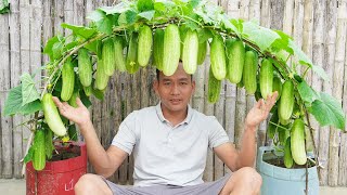 Grow Cucumbers In Plastic Containers For A Bountiful Fruit Crop Basic Gardening Instructions [upl. by George]