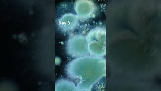 Fungi and Bacteria TimeLapse 6 Short fungi bacteria timelapse [upl. by Phonsa]